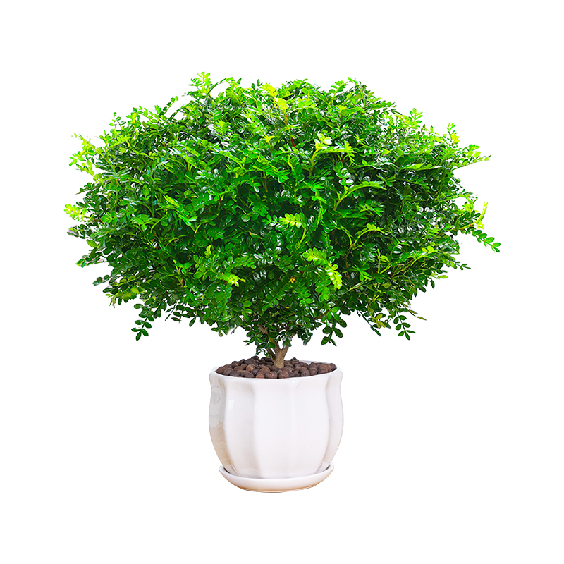 正宗清香木盆栽胡椒木老桩树苗盆景驱蚊植物室内绿植四季好养薄荷