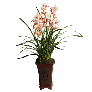 红粉佳人 花卉兰花苗四季建兰浓香带花苞植物室内阳台好养盆栽