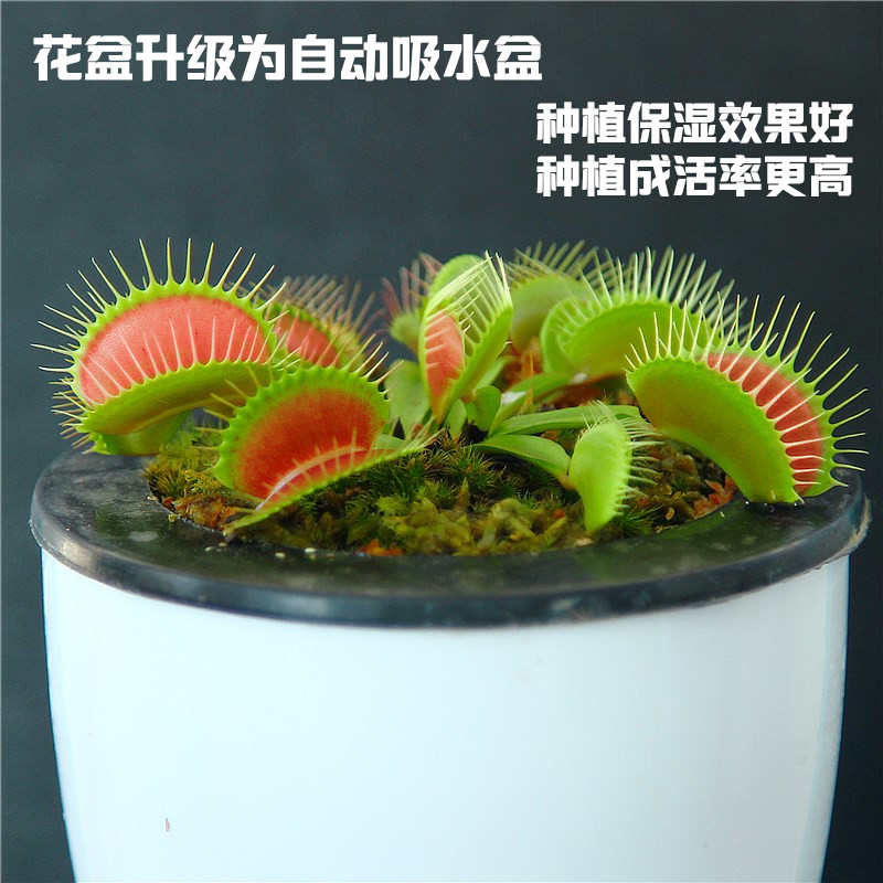 捕蝇草盆栽食人花食虫植物猪笼草捕虫草超大扑蝇草苗驱蚊绿植阳台