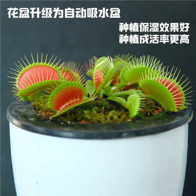 捕蝇草盆栽食人花食虫植物猪笼草捕虫草超大扑蝇草苗驱蚊绿植阳台