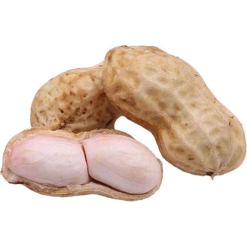 当季现挖现发带壳湿花生