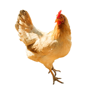 杨博士散养母鸡深山散养原粮饲喂宣州鸡现抓现杀跑山鸡新鲜整只