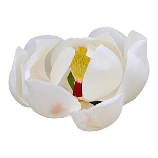 广玉兰树苗别墅庭院风景大树荷花白玉兰园林绿化工程苗木四季常青