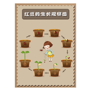 幼儿园自然角养殖区环创布置虫虫十八变蝴蝶蚕宝宝蚂蚁青蛙成长图