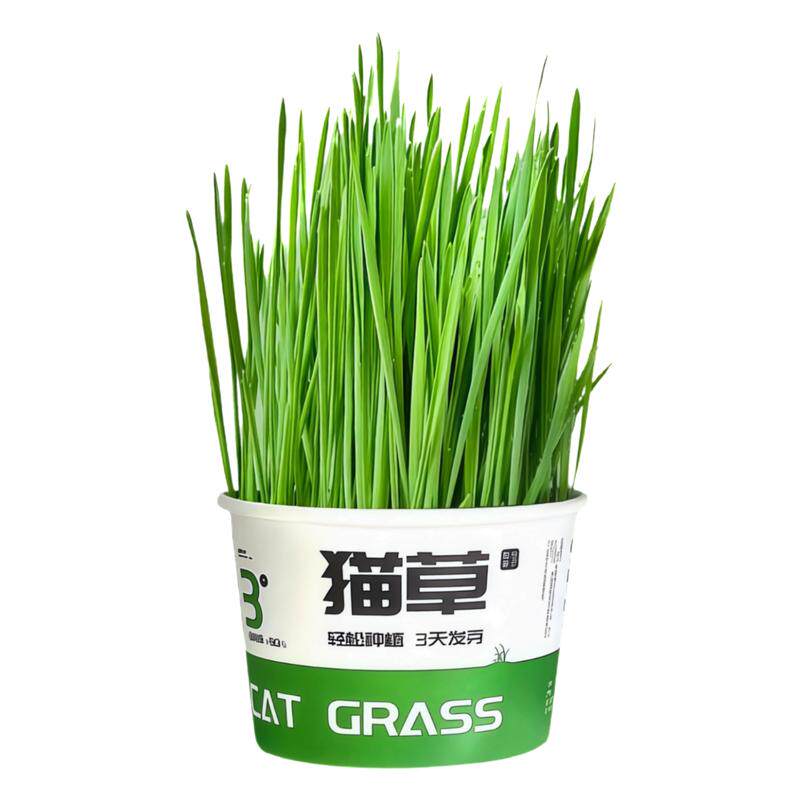 懒人种植猫草泡面杯猫咪零食用品