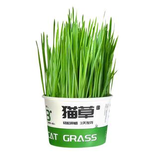 懒人种植猫草泡面杯盆栽土培盒种子吐毛球化毛草猫咪零食用品水培