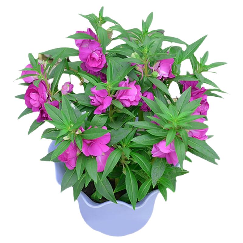凤仙花种子重瓣指甲花茶花凤仙种籽庭院盆栽花卉阳台绿植四季易种