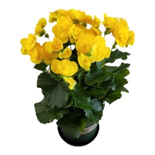 丽格海棠四季海棠重瓣玻璃翠带花苞盆栽玫瑰海棠带花发货室内花卉