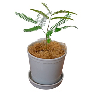 PHYSIS朝九晚五的」日本密叶猴耳环一盆一拍ins风好养长成大树