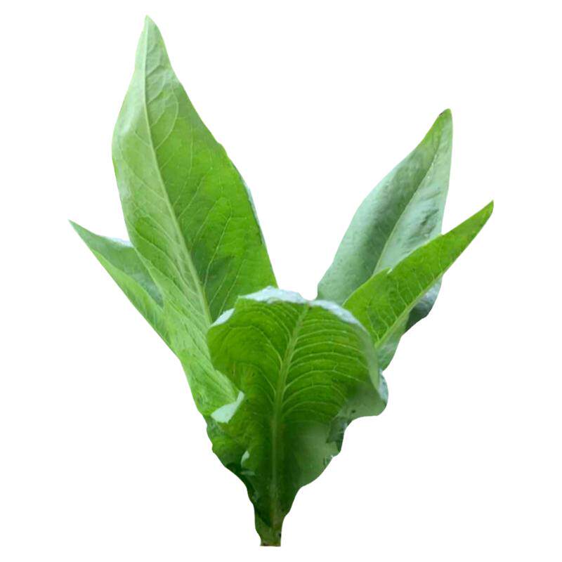 尖叶八甲唛甜麦菜种籽四季苦麻菜种子苦荬菜菜种农家青菜蔬菜种孑