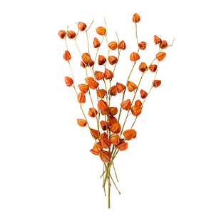 纯进口酸浆果灯笼果插花植物果实配果红果子天然干花干果家居设计