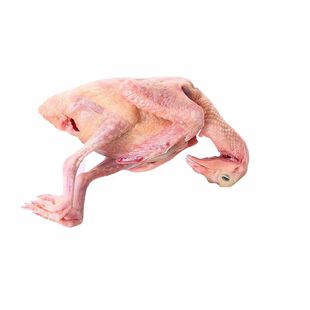 现杀原粮乳鸽20只扒剥皮鸽子肉5两规格烧烤酒店大排档食材批发
