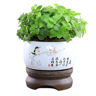薄荷盆栽可食用桌面水培留兰香绿植物室内阳台驱蚊办公室四季种植