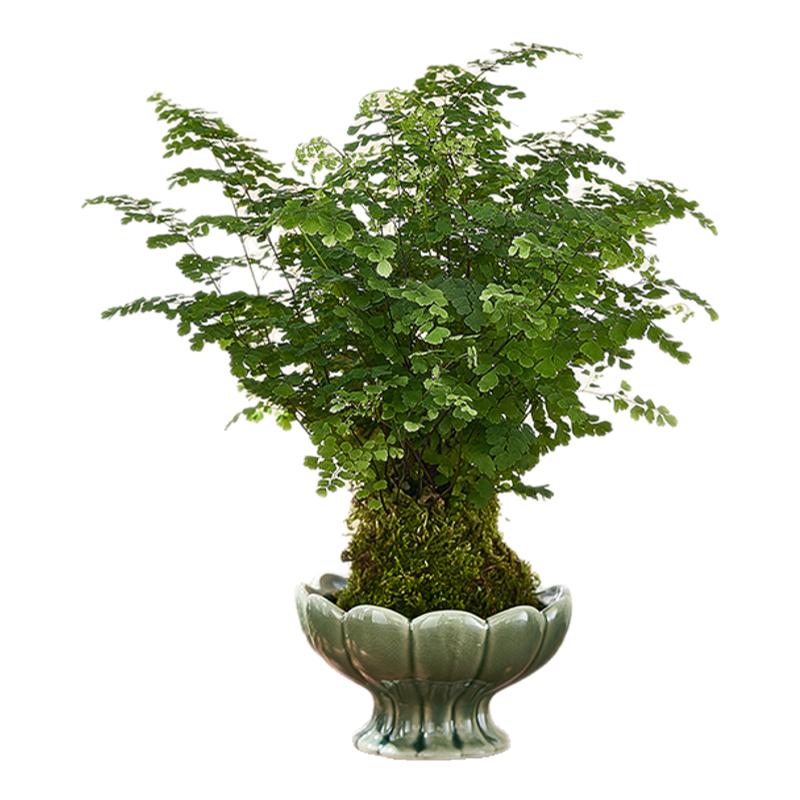 水培苔藓球蕨类植物室内盆栽