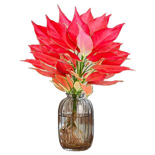 吉利红水培如意皇后室内盆栽植物发财树小绿植四季好养易活花卉