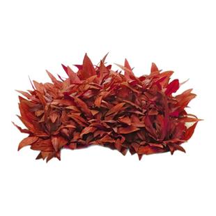 艾伦的水草造景丹麦红玫瑰水下叶红色中景比迷你血心兰还要红很多