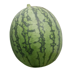 新小兰西瓜种子早熟黄壤肉小西瓜种籽孑高产早熟南方四季绿皮黄瓤