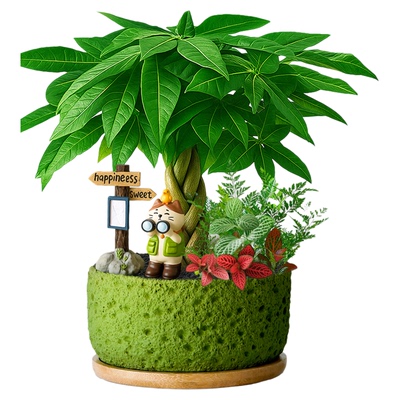 五福发财树绿植盆栽室内植物办公室桌面盆景摆件客厅旺宅四季好养