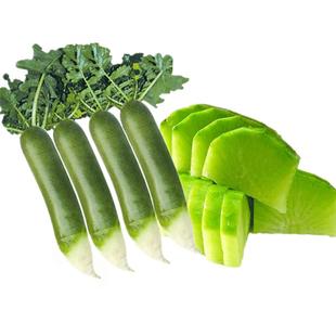 正宗潍坊水果青萝卜甜脆生吃潍县水果萝卜新鲜蔬菜包邮萝卜顺丰