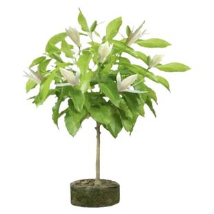 白兰花白玉兰树苗盆栽玉兰花苗带花苞矮化老桩花卉绿植植物黄角兰