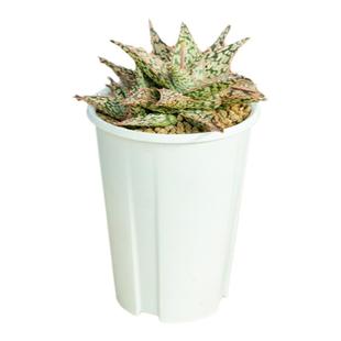 花信呼吸盆快拆式便捷圆盆透气防烂根QRT11多肉热植龙舌兰盆树脂