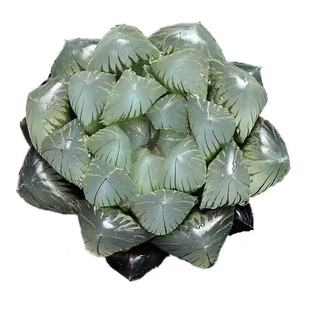 玉露多肉植物组合十二卷花卉盆栽黄金玉露冰灯冰川 室内盆栽属鸡