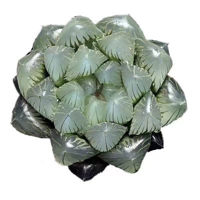 多肉植物玉露室内趣味简单多肉