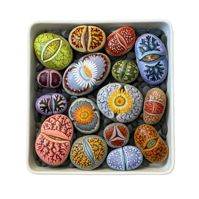 彩色大颗粒母本生石花多肉植物