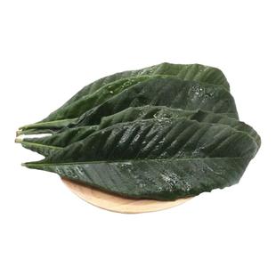 【免刷已去毛】枇杷叶新鲜500g杭州塘栖野生琵琶叶枇杷树叶茶农家