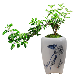 青花陶瓷花盆家用客厅带托盘文竹发财树蝴蝶兰多肉专用盆栽盆景盆