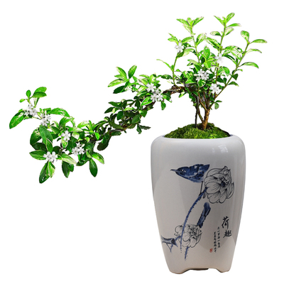 青花陶瓷花盆家用客厅带托盘文竹发财树蝴蝶兰多肉专用盆栽盆景盆