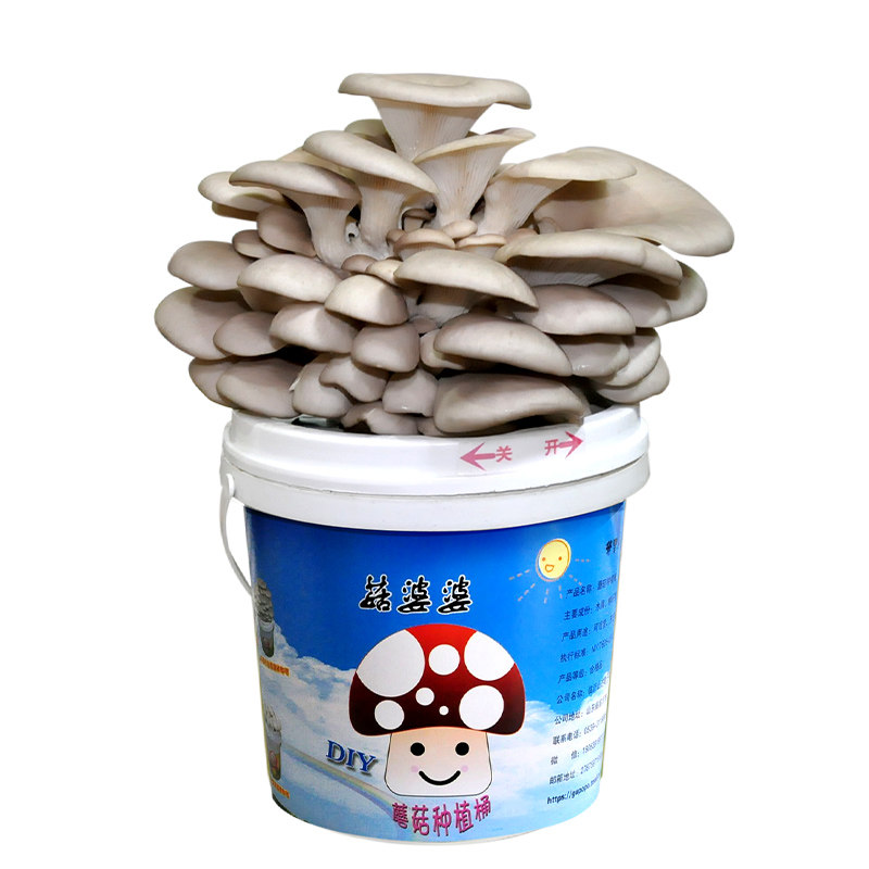 菇婆婆室内种蘑菇简单易出菇蘑菇