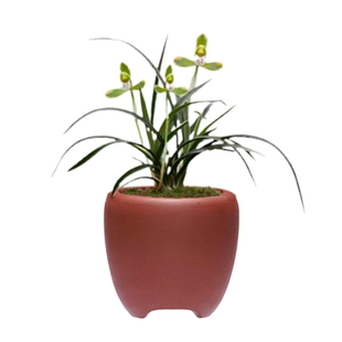 春兰雪山天草秋冬带花苞花艺双全名品老种浓香兰花苗室内阳台盆栽