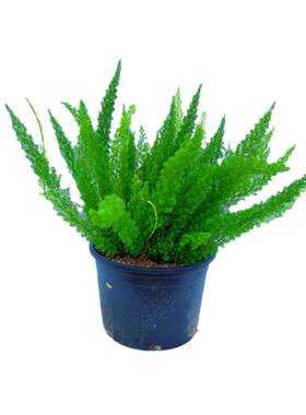 花明月狐尾天门冬四季常青植物