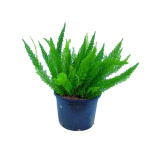 狐尾天门冬盆栽四季常青大苗盆观叶耐阴绿阳台室花镜客厅花园植物