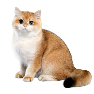 金渐层鉴定猫蓝金渐层猫鉴定品相鉴定猫咪品种鉴定蓝金紫金鉴别猫