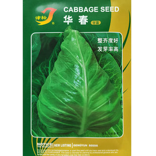 春丰甘蓝一代杂交种籽孑卷心包菜牛心甘蓝种子耐寒基地专用冬性强