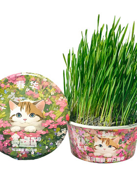 贪吃马无土猫草春季适用