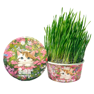 春季猫草无土罐头水培春华猫零食营养化毛混合猫草春天春季