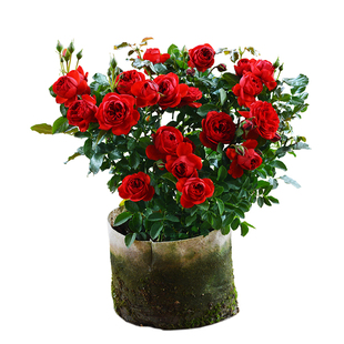 大红色玫瑰花苗盆栽老桩卡罗拉阳台庭院特大花浓香四季花卉带花苞