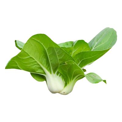 理想抗病矮脚黄奶白菜种子
