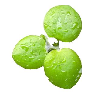 直销净化水质圆心萍槐叶萍芝麻萍一叶莲浮萍漂浮水草植物鱼缸造景