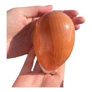 黄金宝螺大天然贝壳海螺标本海螺贝壳鱼缸家居书架摆件礼物收藏