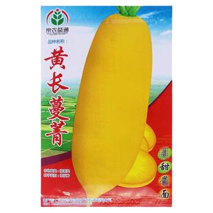 黄长蔓菁种子菁芜菁甜面特色菜籽诸葛菜头夏秋季阳台盆栽蔬菜种孑