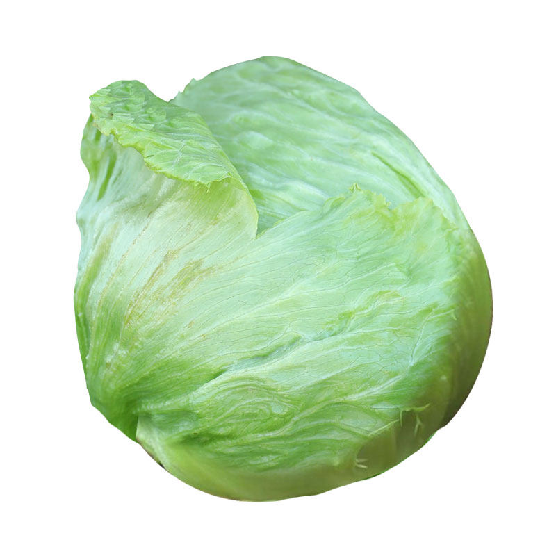 绿结球生菜种子球生菜种籽包心球形球种四季盆栽蔬菜菜籽孑籽种