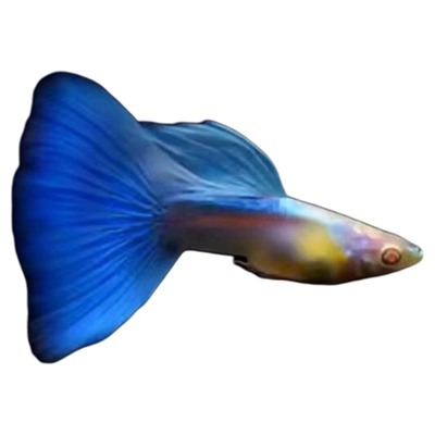 活体淡水热带观赏鱼孔雀鱼