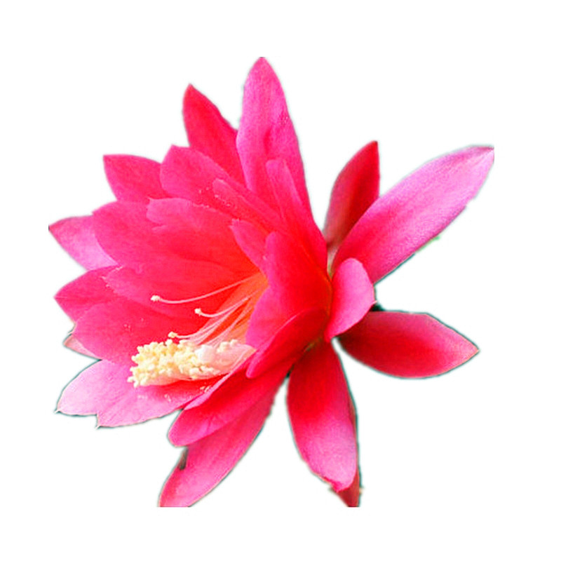 无根嫁接枝条蟹爪兰阳台令箭荷花