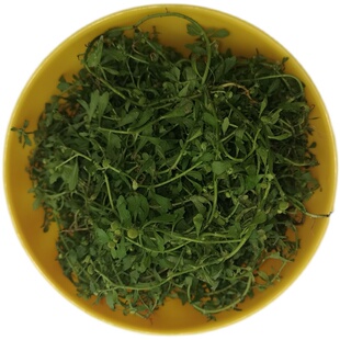 新鲜鹅不食草现挖现发 纯天然野食胡荽鹅仔不吃生草汁 滴鼻中草药