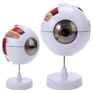 人体教学眼球解剖结构模型可拆卸儿童仿真眼睛玩具医学眼部模型图