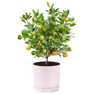 脆皮金桔带叶发货盆栽树苗四季果树可食用橘子苗脆皮金橘室内常绿